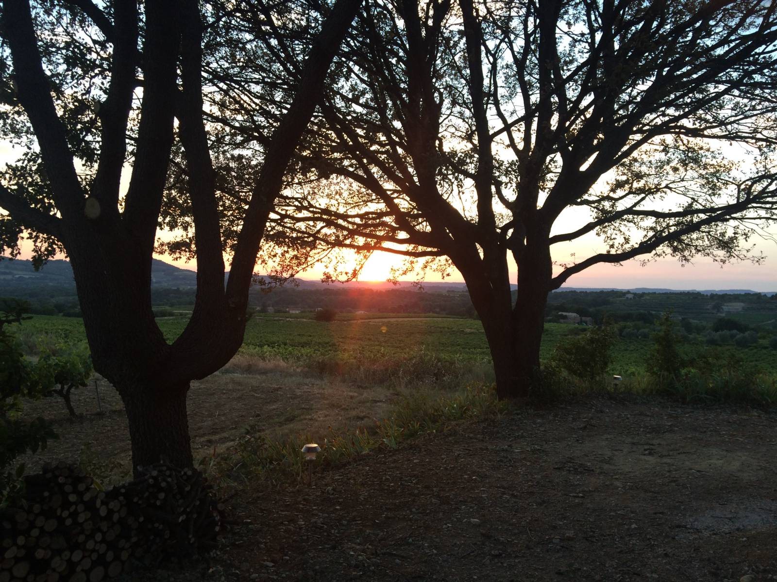 Zonsondergang achter de bomen